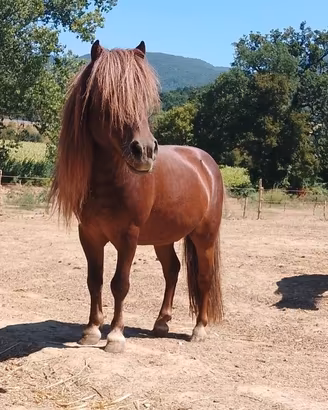 Cavallo