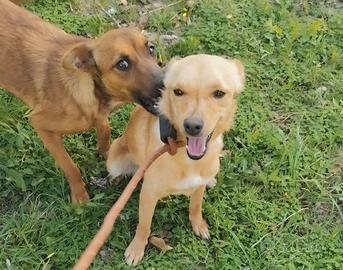 Ballerina è Cappuccina taglie piccole