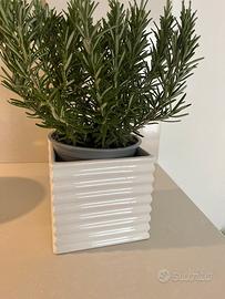 Vaso ceramica bianco