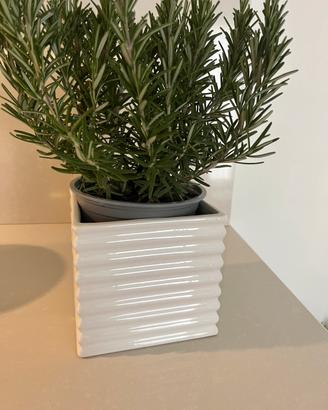 Vaso ceramica bianco