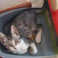 Gattini a veri amanti dei gatti