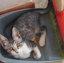 Gattini a veri amanti dei gatti