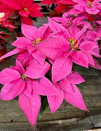 Pianta stella di natale