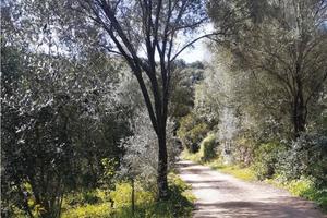 RGE 148/2019 Trib Tempio Pausania