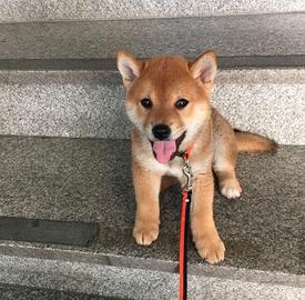 SHIBA INU CUCCIOLI disponibili