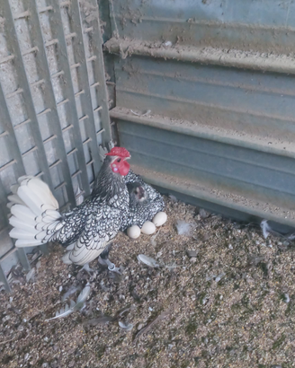 Galline sebright