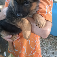 Cuccioli di pastore tedesco