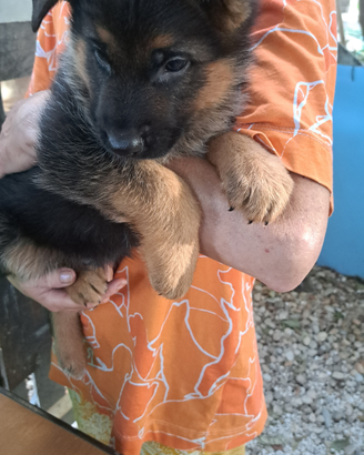 Cuccioli di pastore tedesco