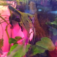 Femmina scalare pesce tropicale