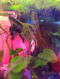 Femmina scalare pesce tropicale