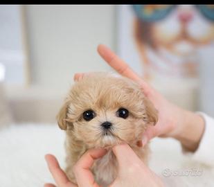 Maltipoo cuccioli