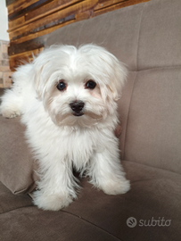 Maltese originale taglia piccola x accoppiamento