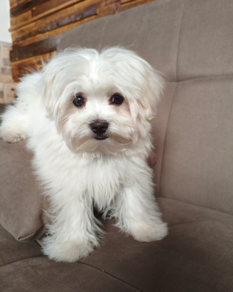 Maltese originale taglia piccola x accoppiamento