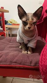 Sphynx femmina