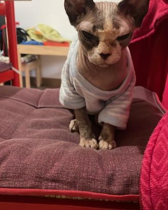 Sphynx femmina