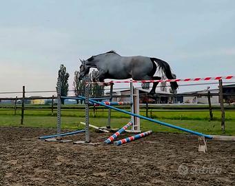 Puledra 4 anni Zangherscide