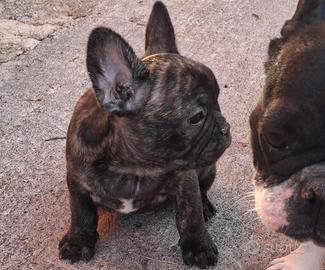 Bulldog francese maschio
