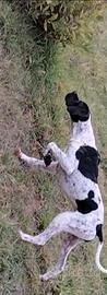 Pointer da caccia