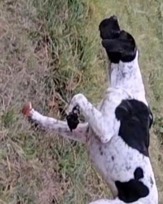 Pointer da caccia