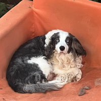 Cani incrocio Border Collie