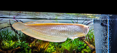 Pesci aquario,arowana albino,