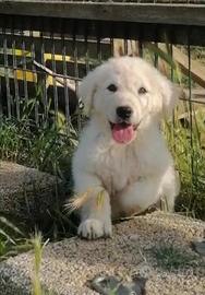 Cuccioli di pastore abruzzese maremmano