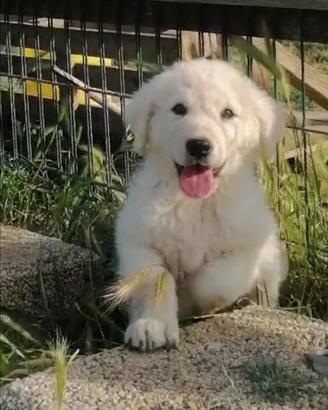 Cuccioli di pastore abruzzese maremmano