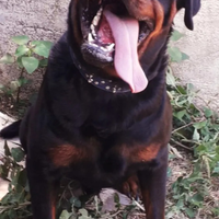 Rottweiler per monta