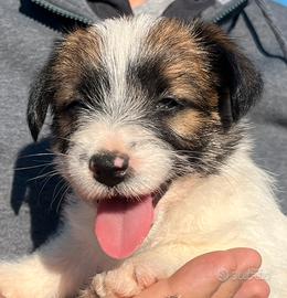 Cucciolo di jack russell a pelo ruvido