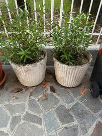 Vasi in cemento ghiaia