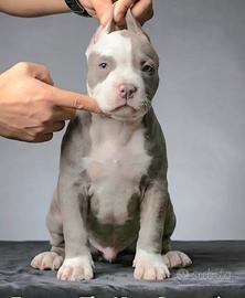 american Pitbull Terrier
