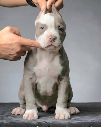 american Pitbull Terrier