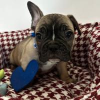 Bulldog francese