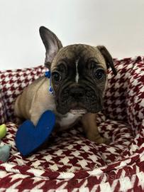 Bulldog francese