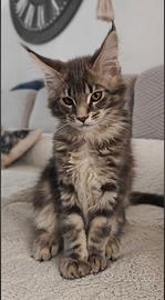Stupenda Cucciola Maine coon di 3 mesi