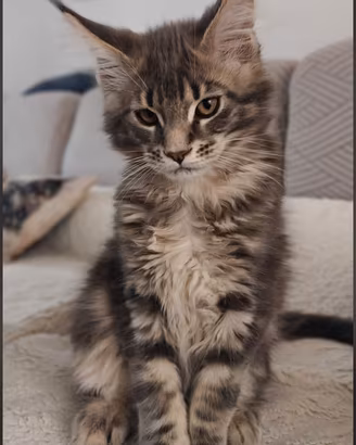 Stupenda Cucciola Maine coon di 3 mesi