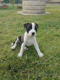 Ultima cucciola amstaff