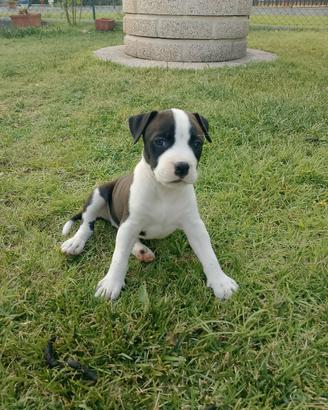 Ultima cucciola amstaff