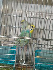 Animali
