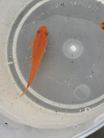 Medaka pesci del riso