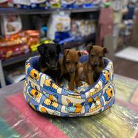 Pinscher toy cuccioli