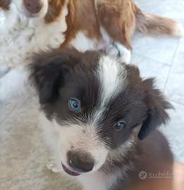 Cucciolo di Border Collie