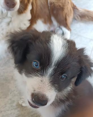 Cucciolo di Border Collie
