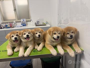 Disponibili Akita Inu