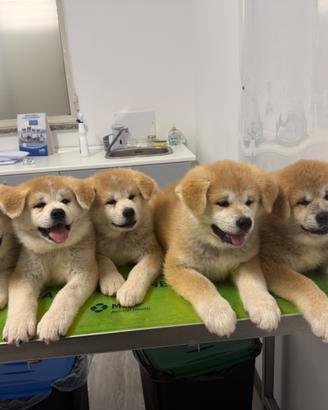 Disponibili Akita Inu