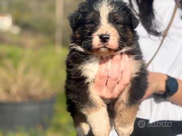 Cuccioli di pastore australiano