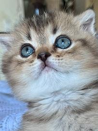Gatto Shottish fold