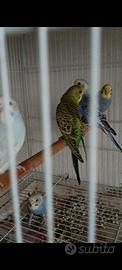 Cocorite