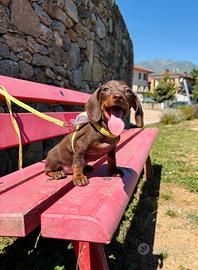 Bassotto OCCHI VERDI Pedigree Enci KANINCHEN