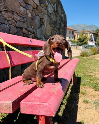 Bassotto OCCHI VERDI Pedigree Enci KANINCHEN